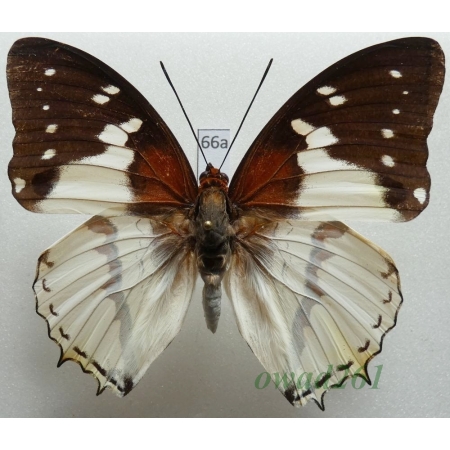 Charaxes hadrianus Ward, 1871 C.A.R. 77mm66a
